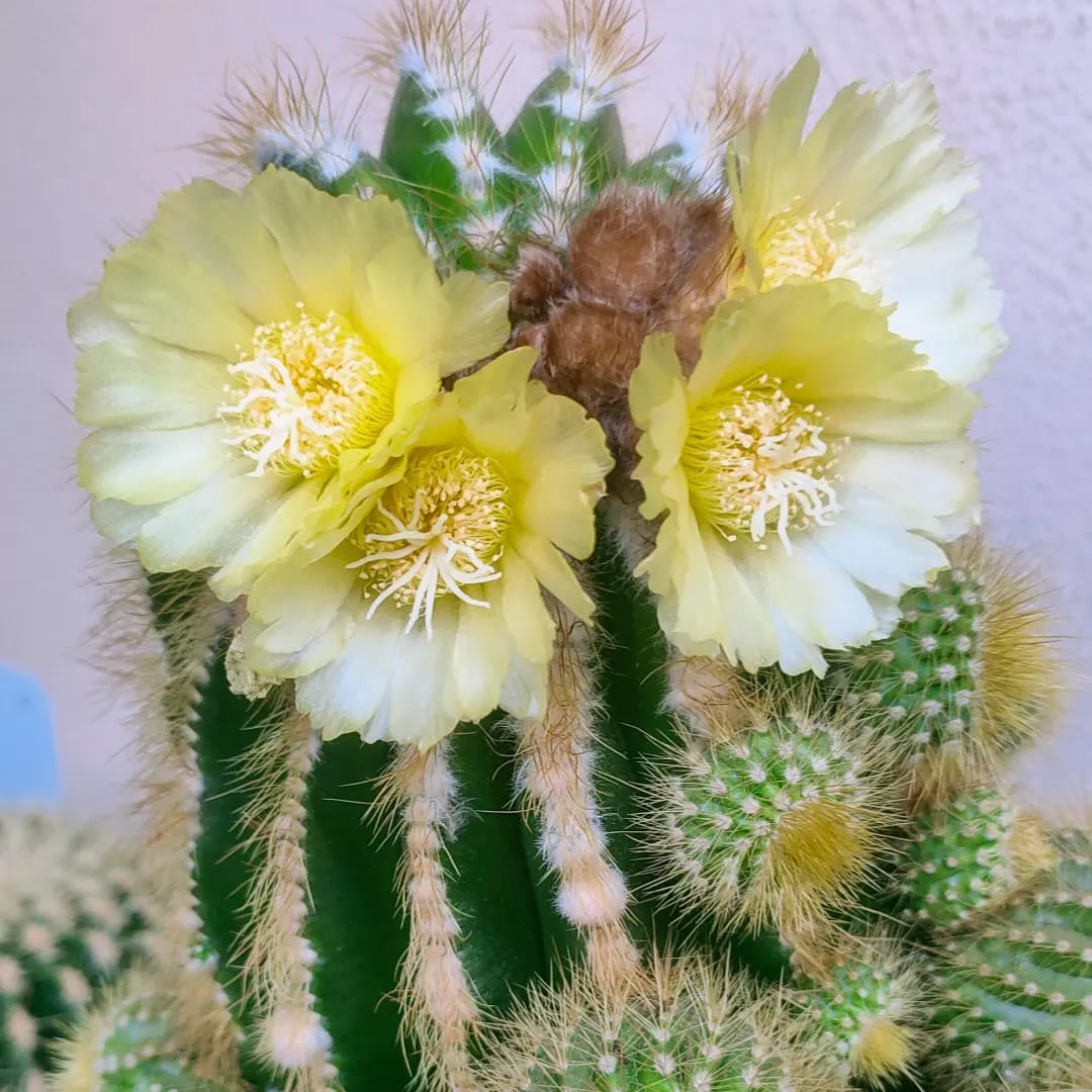 Cactus